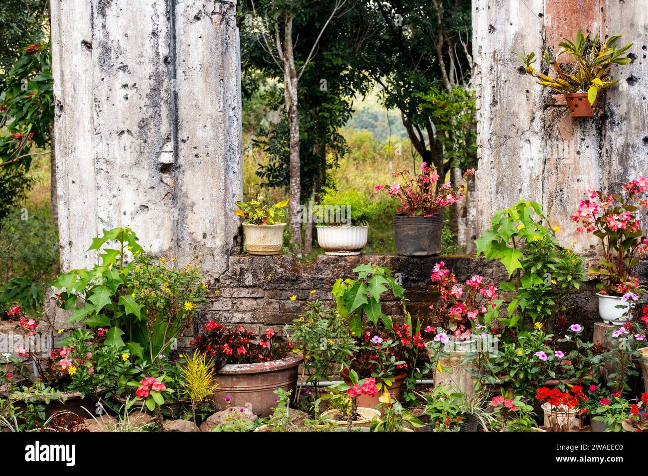 Many different potted plants hi-res stock photography and images - Alamy