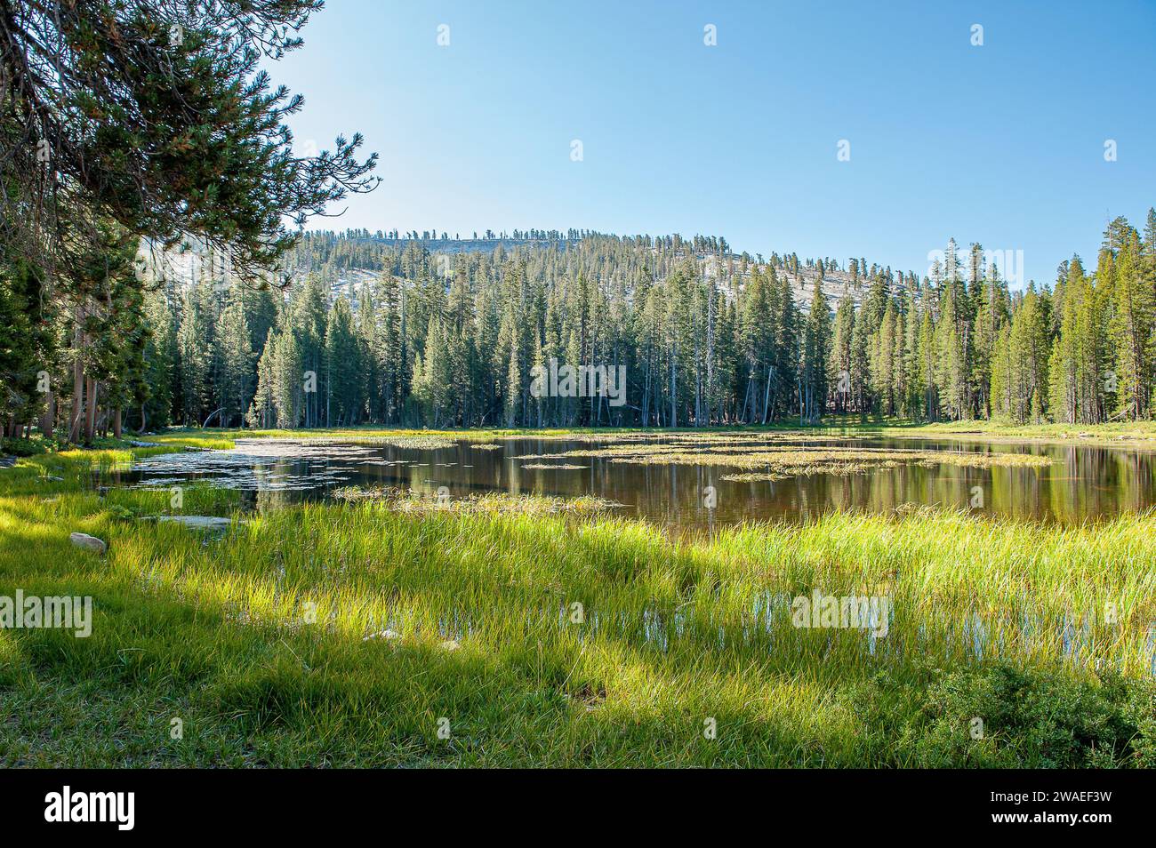 Tioga Rd View from Tioga Road in Yosemite National Park during September in ...