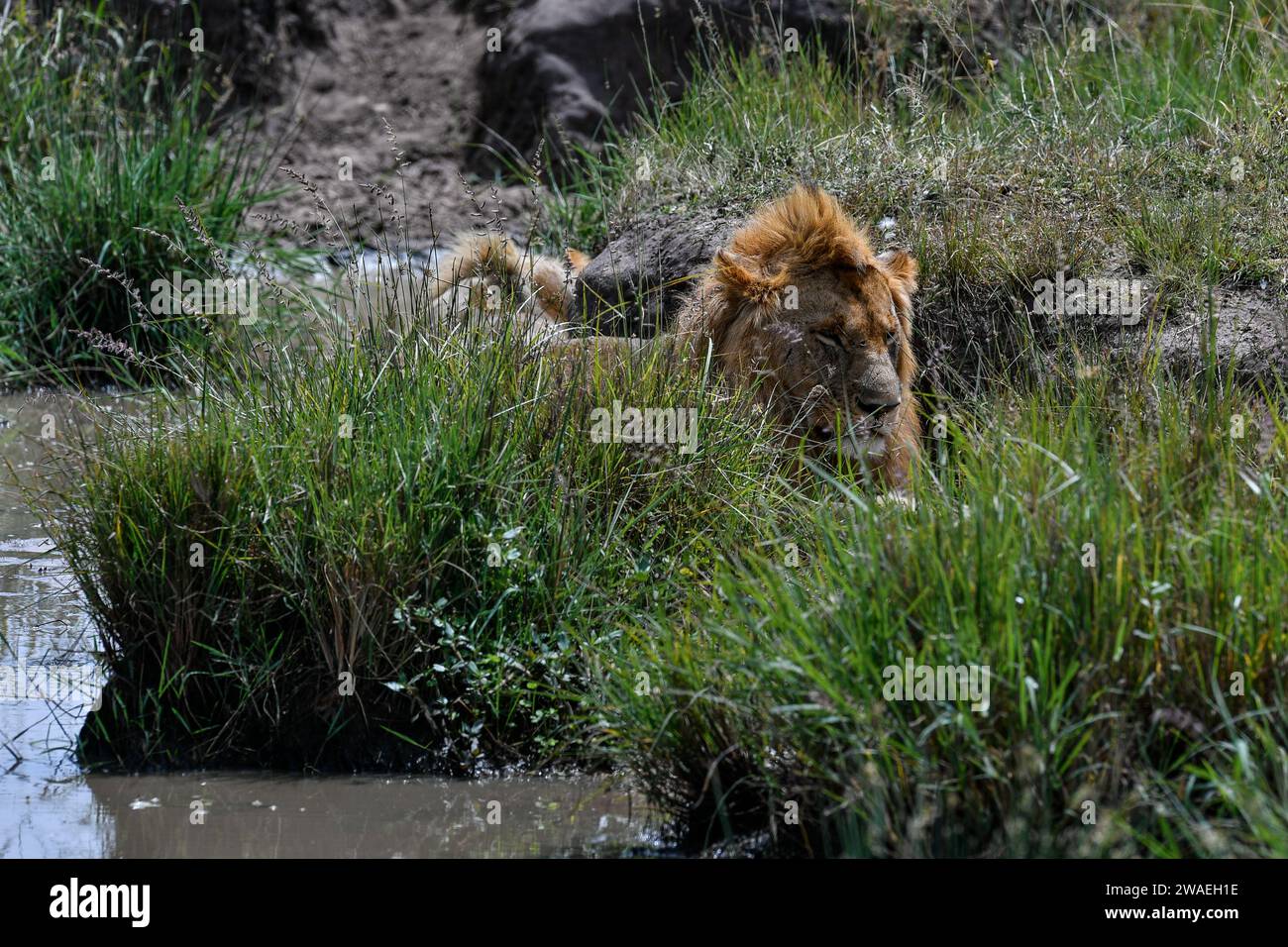 Lion wedding in the savannah of Africa Stock Photo - Alamy, image size:1300x956