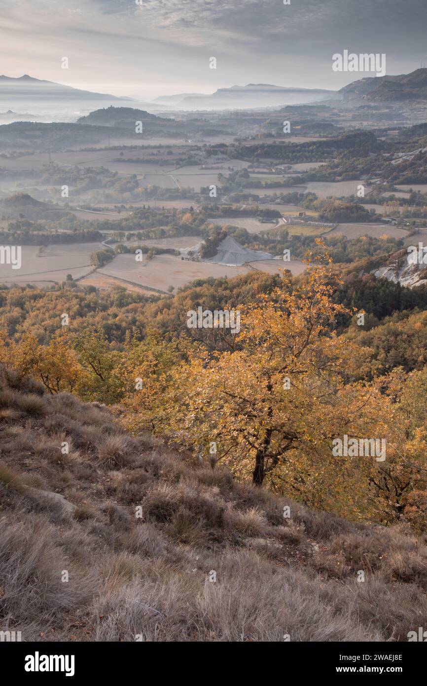 Beautiful foggy green forest vertical hi-res stock photography and ...