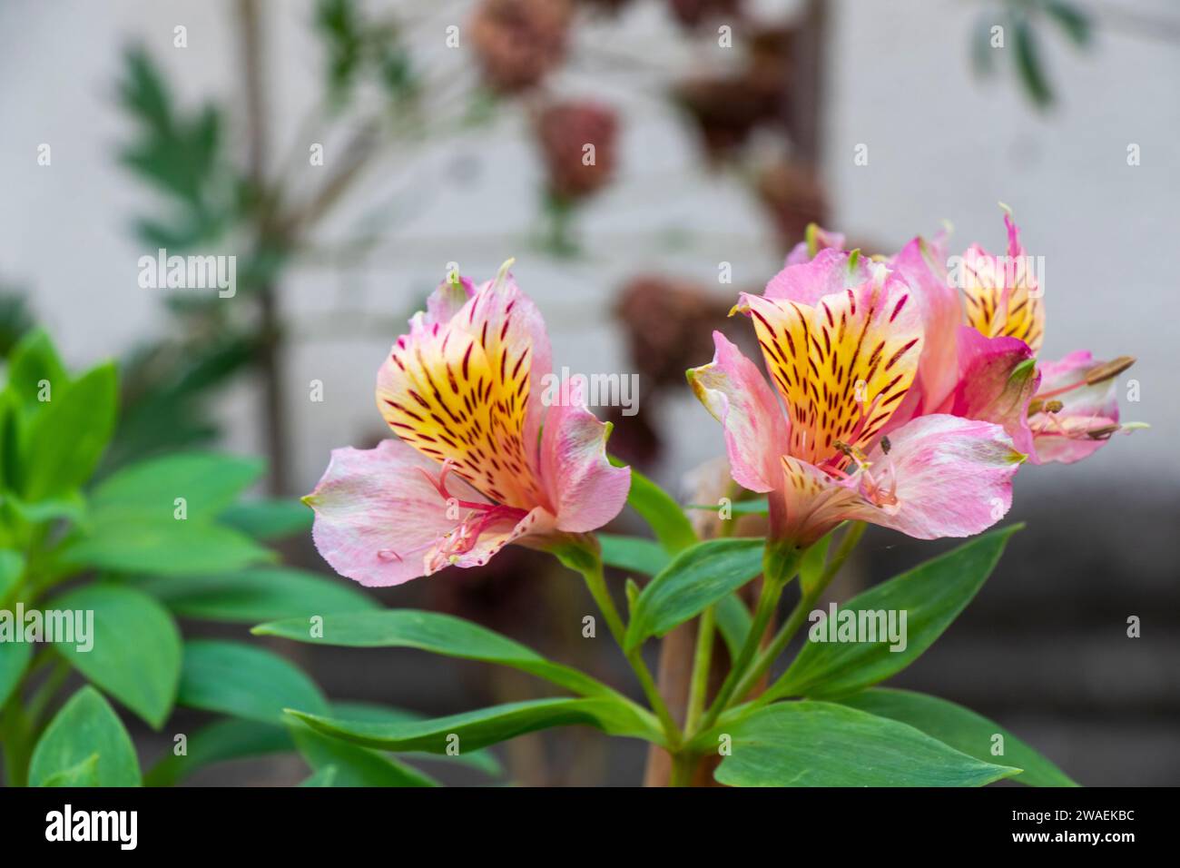 A closeup of pink parrot flowers in a garden Stock Photo