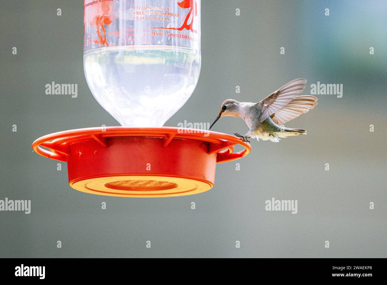 A close-up of a colorful hummingbird perched on a bird feeder, taking a sip of sweet nectar Stock Photo