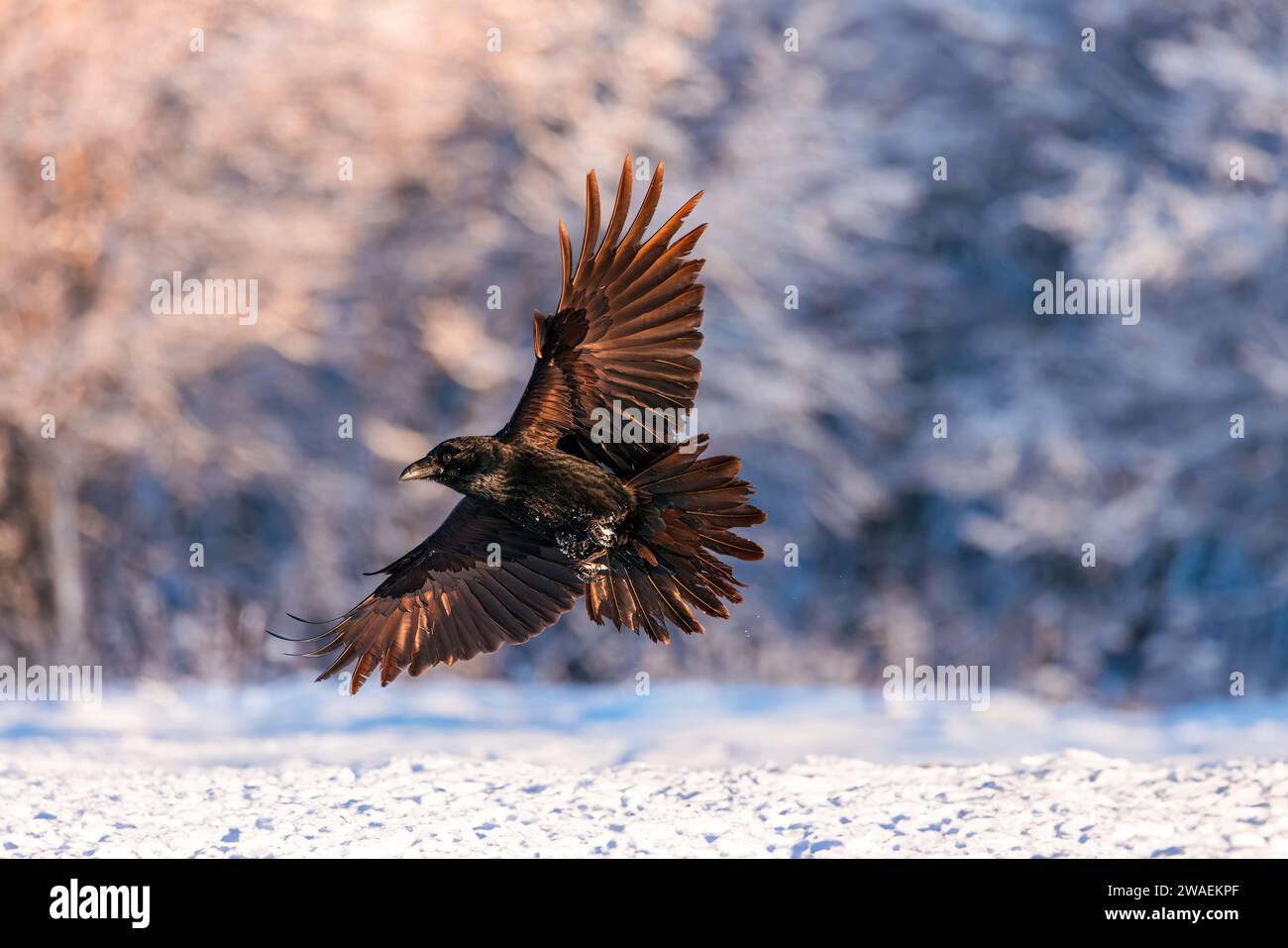 Black raven bird fly over snowy trees in wilderness forest wildlife nature Stock Photo