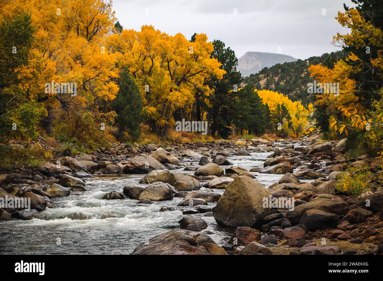 A tranquil scene of a river winding through a woodland setting Stock ...