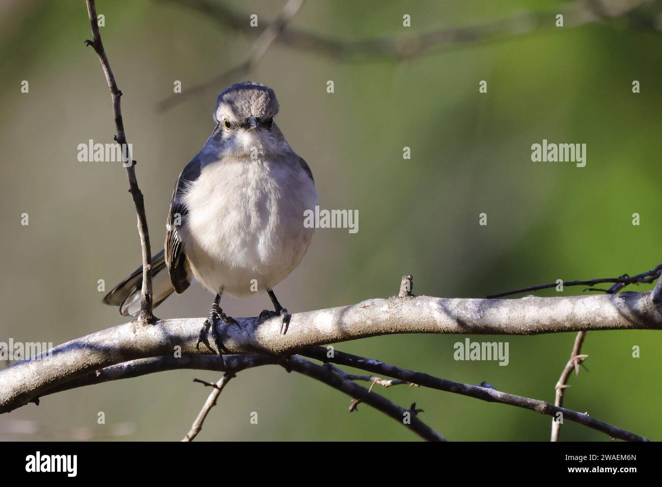 A small dove perched on a barren tree branch, its gray and white feathers contrasting the brown and beige bark Stock Photo