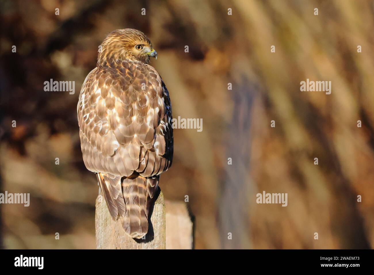 A majestic hawk is perched atop a wooden fence post, its head held high as it surveys its surroundings Stock Photo