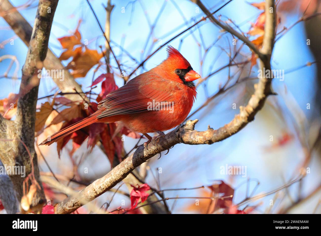 Cardinal Maple A vibrant male Northern Cardinal perched atop a branch of a maple tree ...