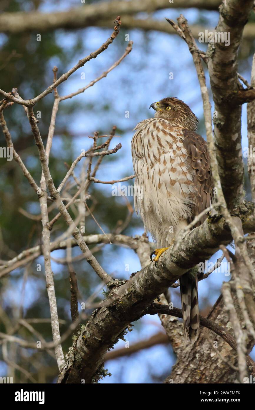 A close-up shot of a brown hawk perched on a tree branch, scanning the ...