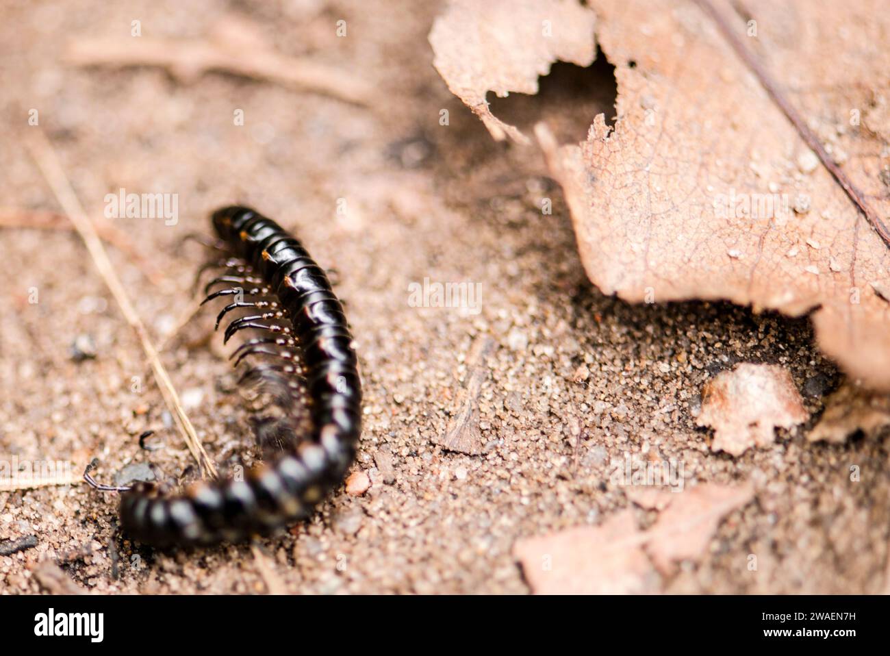 A close-up of a small black insect resting on a patch of dirt Stock Photo