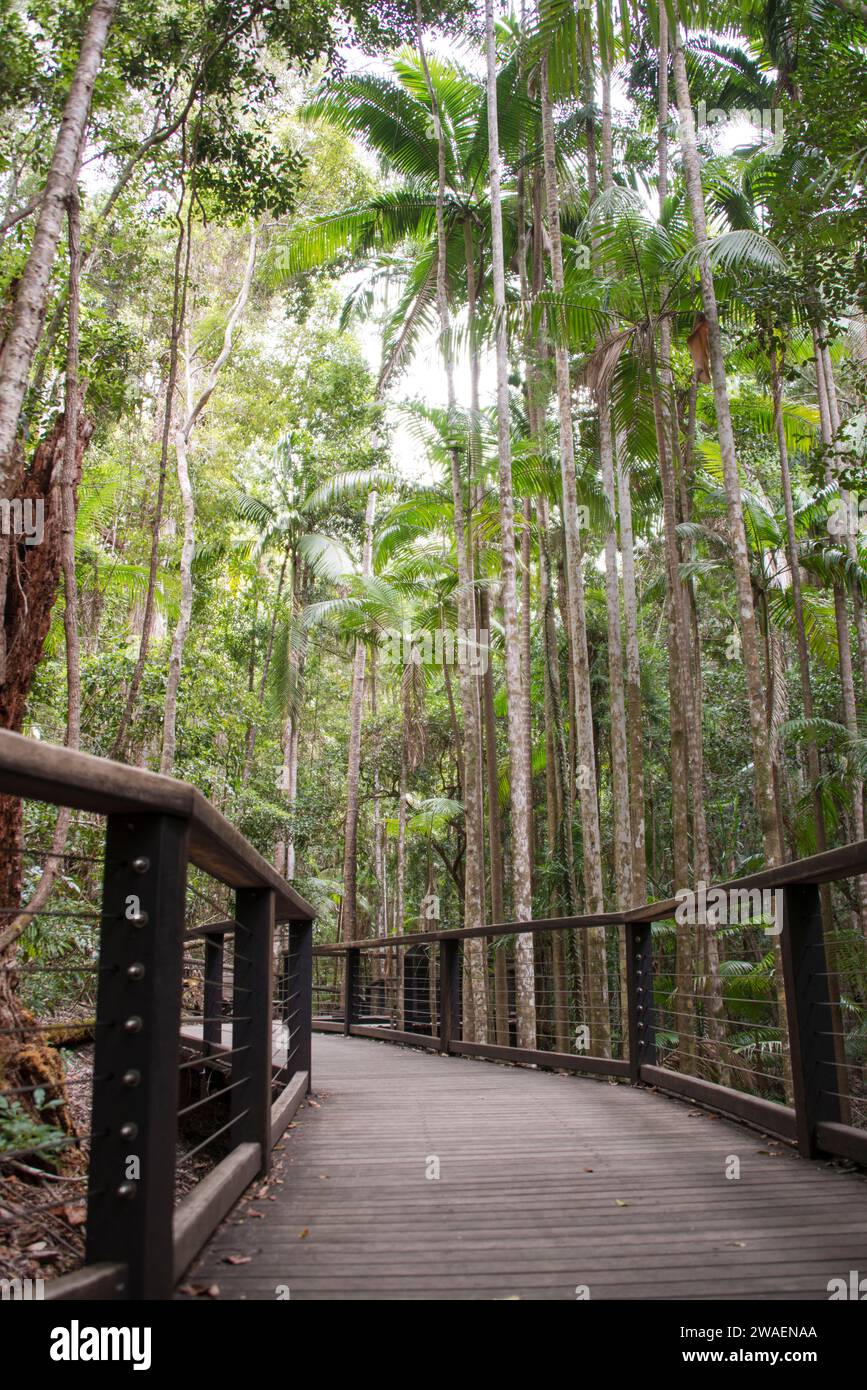 Lush dense green jungle trees hi-res stock photography and images - Alamy