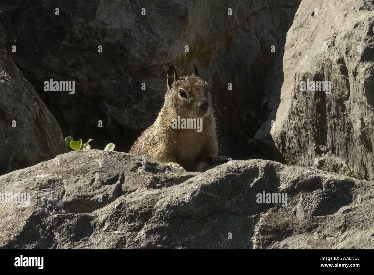 An inquisitive ground squirrel peeking out from between large rocks in Emeryville, California, USA Stock Photo
