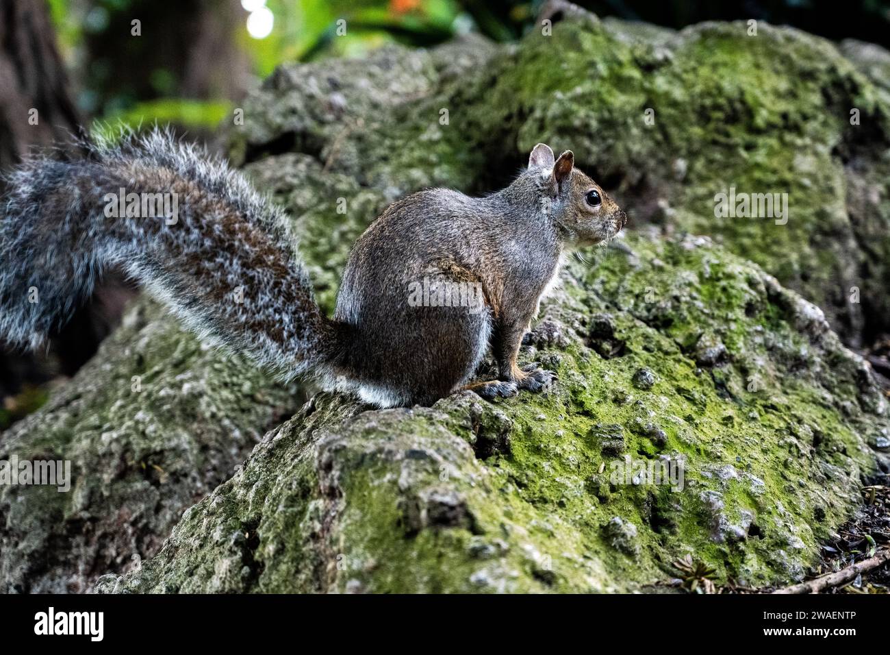 A closeup of a grey squirrel on green moss in city of San Francisco Stock Photo