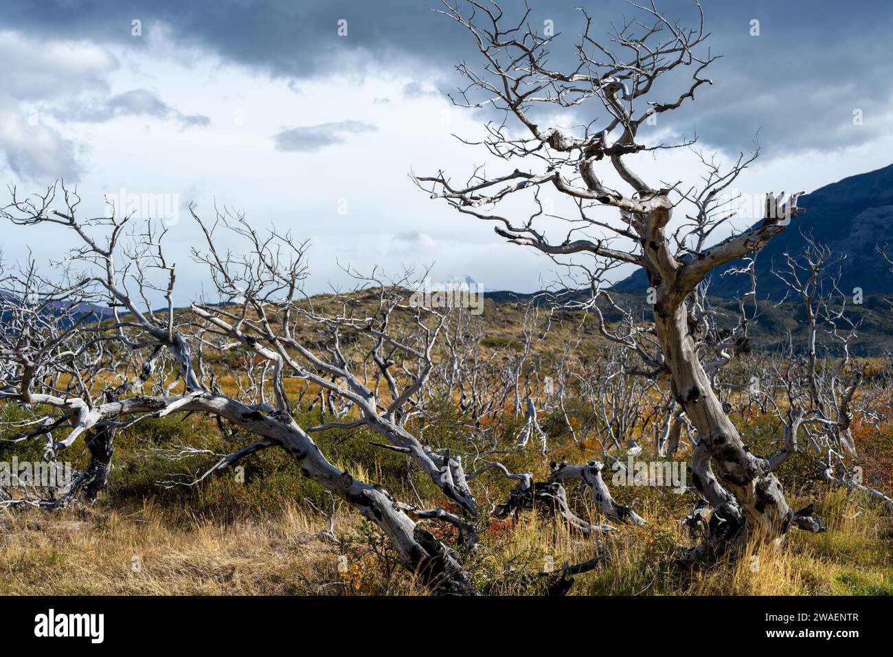 A scenic view of dead white trees on a cloudy day in Patagonia, Argentina Stock Photo