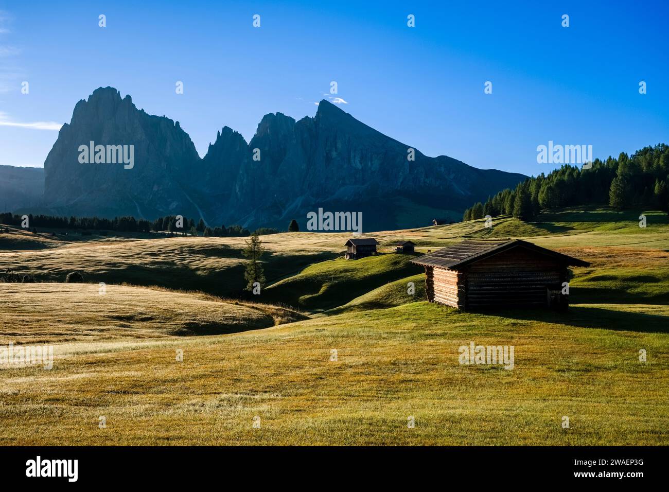 Hilly agricultural countryside with wooden huts and trees at Seiser Alm, Alpe di Siusi, the mountain Plattkofel, Sasso Piatto, in the distance. Stock Photo
