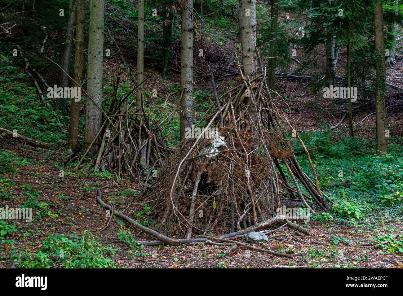 Folded branches after cutting down trees in the forest Stock Photo