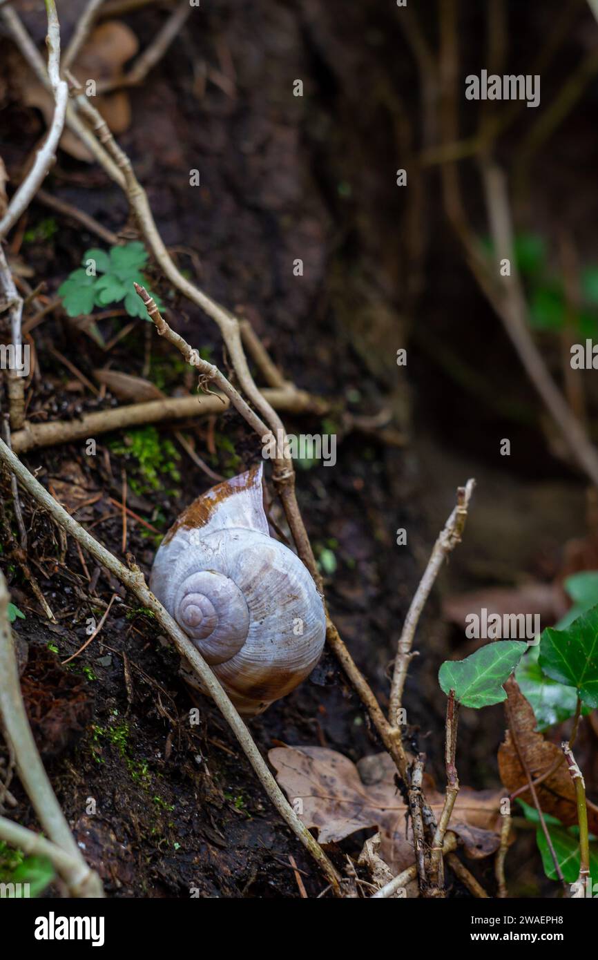 Macro shot of a shell without a snail among ivy branches Stock Photo