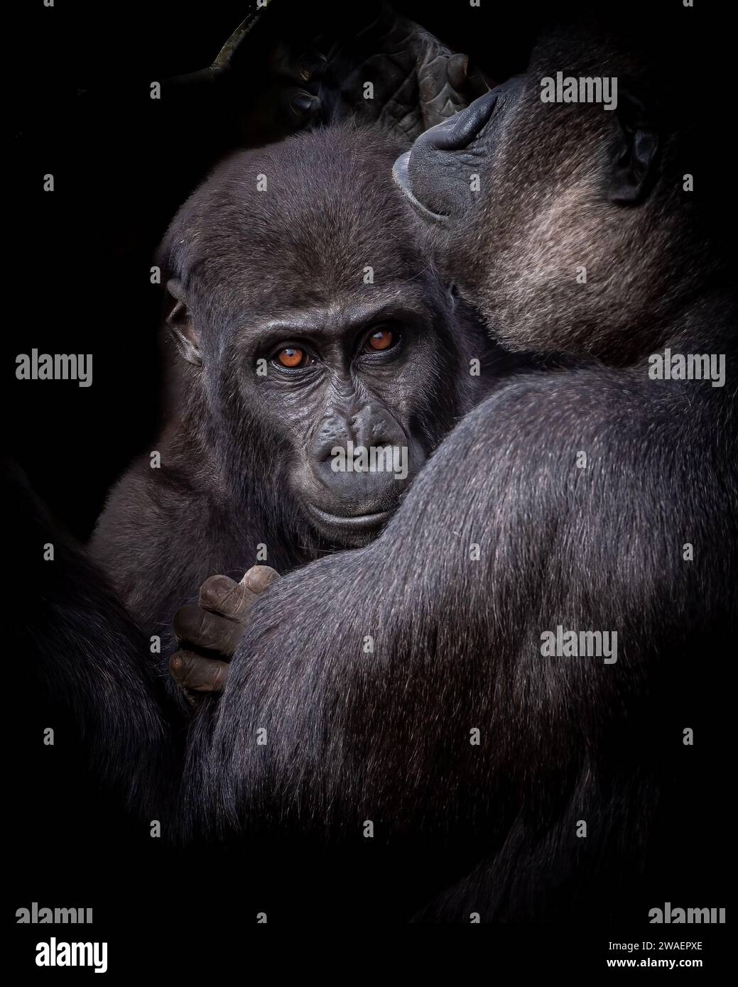 A young lowland gorilla with its mother. Stock Photo