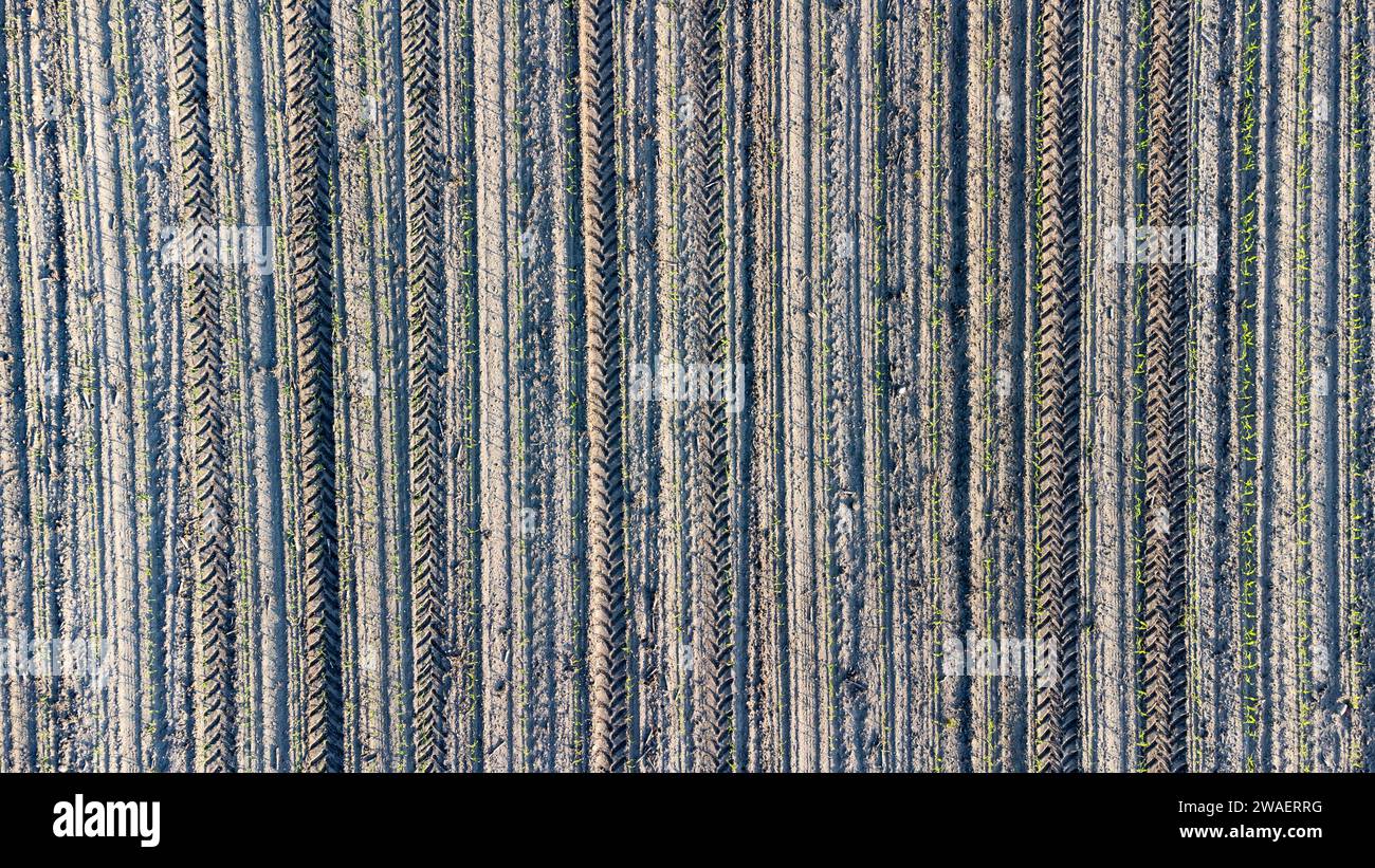 Top view of a field with tractor tracks and plants Stock Photo