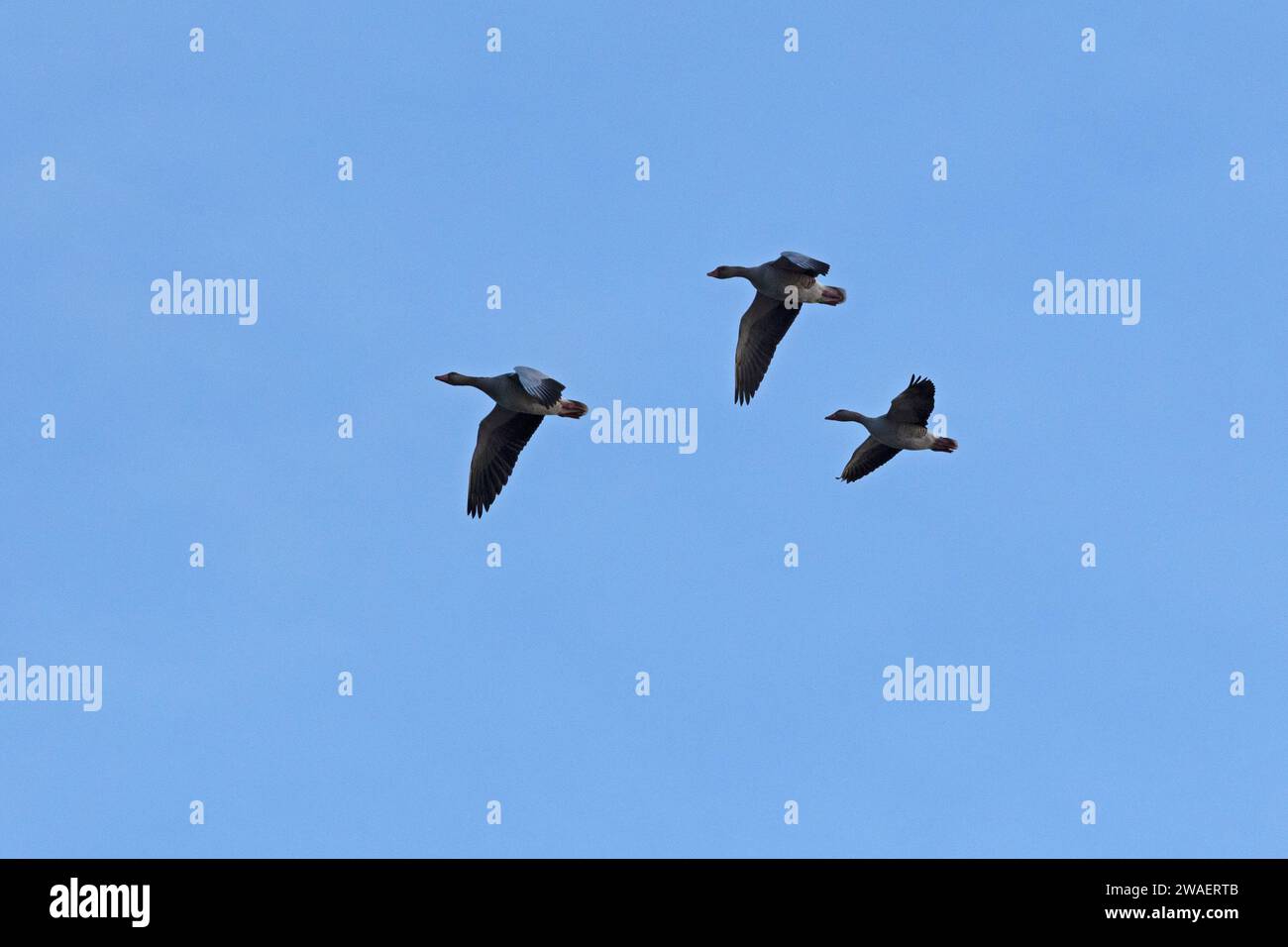 Flying greylag geese (Anser anser), Goldhöft, Geltinger Birk, Gelting, Schleswig-Holstein, Germany Stock Photo