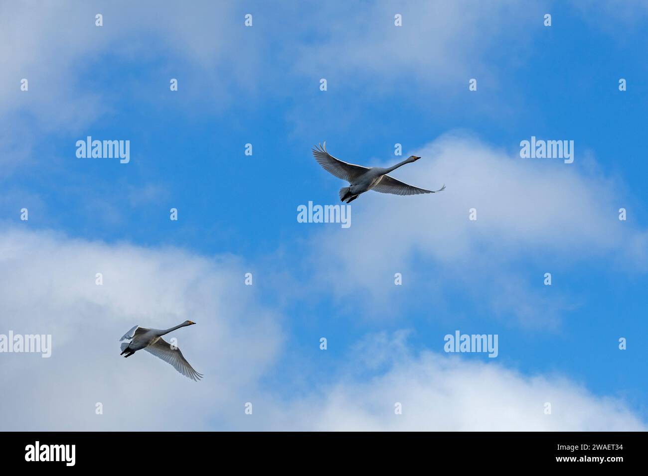Flying swans (Cygnus), Goldhöft, Geltinger Birk, Gelting, Schleswig-Holstein, Germany Stock Photo