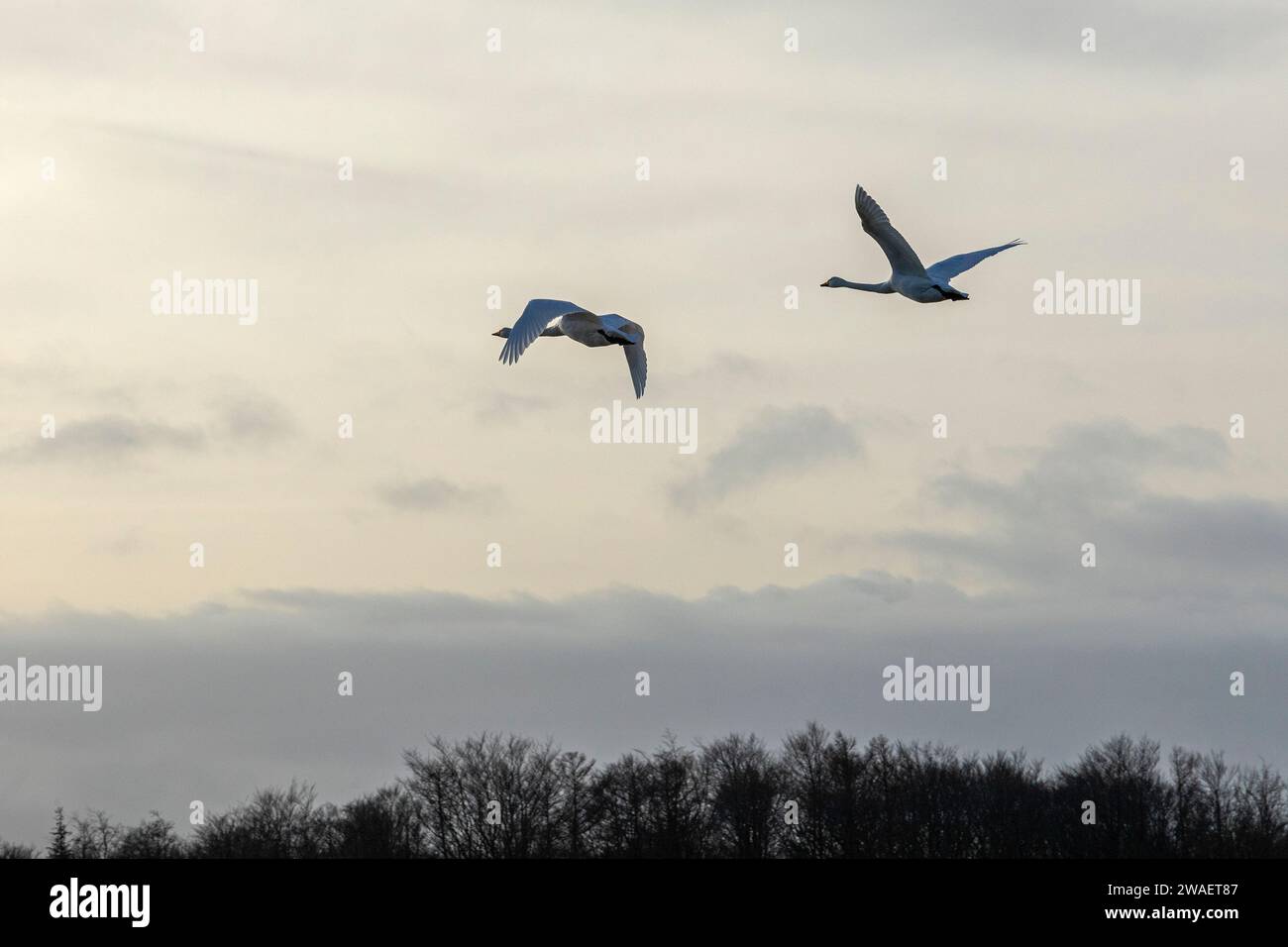 Flying swans (Cygnus), Goldhöft, Geltinger Birk, Gelting, Schleswig-Holstein, Germany Stock Photo
