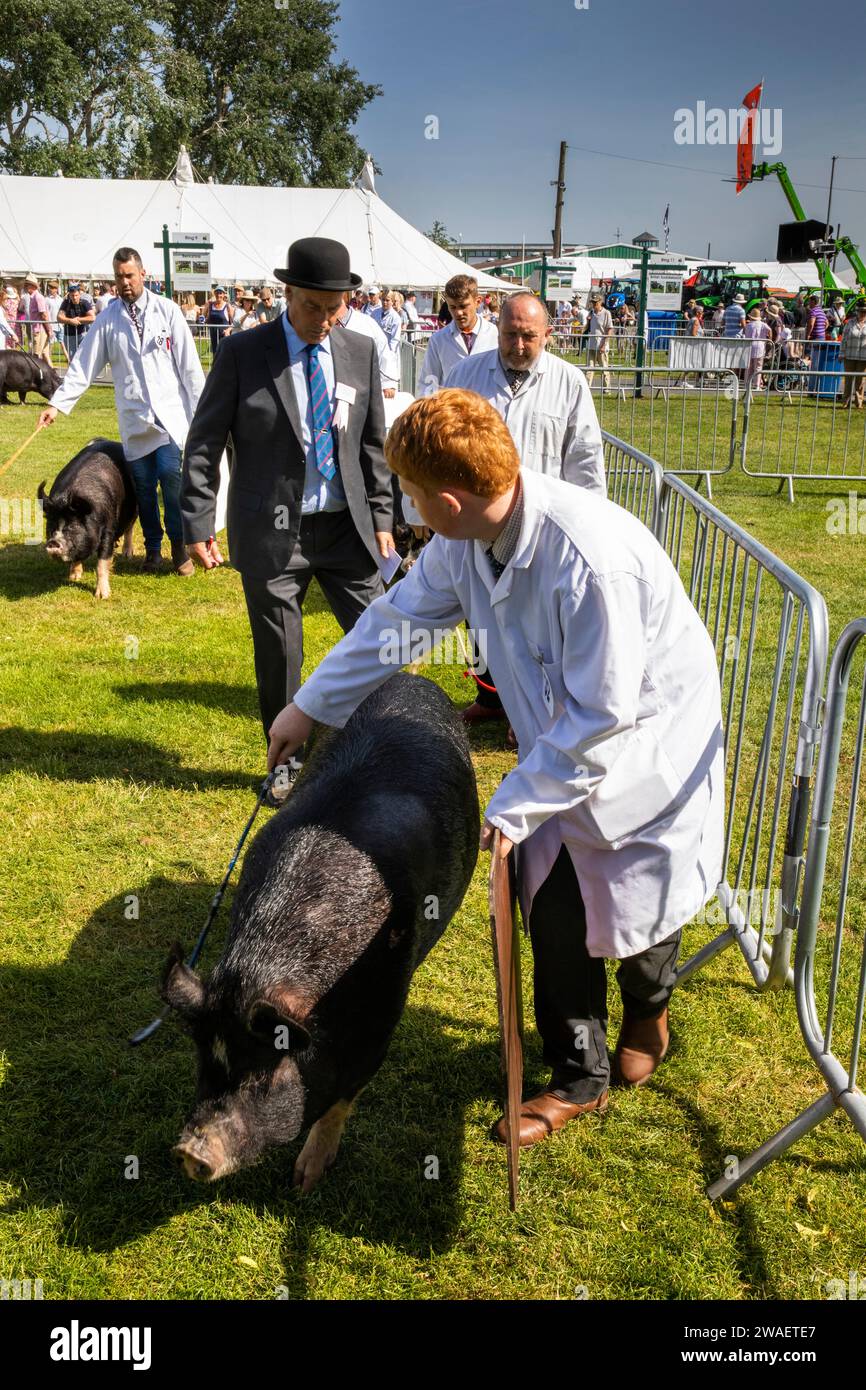 UK, England, Worcestershire, Malvern Wells, Royal 3 Counties Show, judging Berkshire Black sows Stock Photo