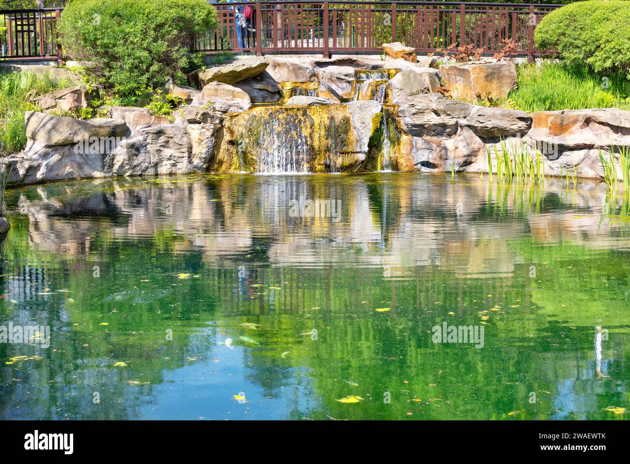 A waterfall sparkling in the sun's rays in a summer pond in the landscape design of a summer park. Stock Photo