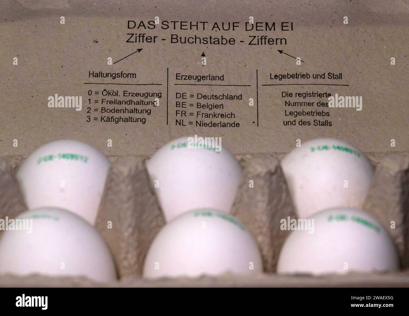 04.01.2024, Frische Hühnereier, Eine Zehner-Schachtel Hühnereier mit Herkunftskennzeichnung auf der Eierschale aufgedruckt. Haltungsform, Erzeugerland, Legebetrieb, Stall, 04.01.2024, Eier in der Eierschachtel 04.01.2024, Eier in der Eierschachtel *** 04 01 2024, Fresh hens eggs, One carton of ten hens eggs with origin marking printed on the egg shell, farming method, country of production, laying farm, barn, 04 01 2024, Eggs in the egg carton 04 01 2024, Eggs in the egg carton Stock Photo