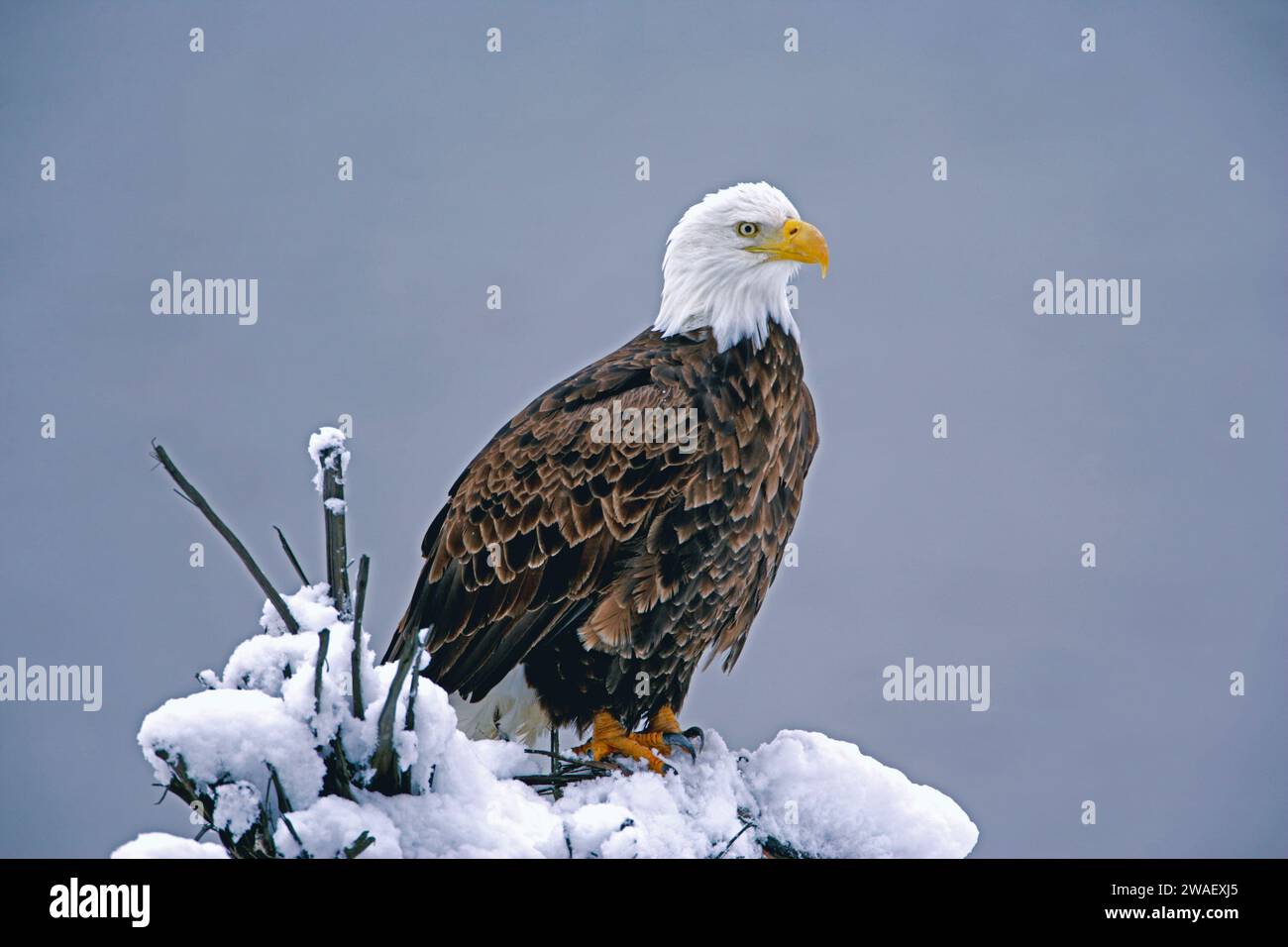 Weisskopfseeadler sitzt auf Baumwurzel in Schnee|Bald Eagle sitting in snow, watching Stock Photo