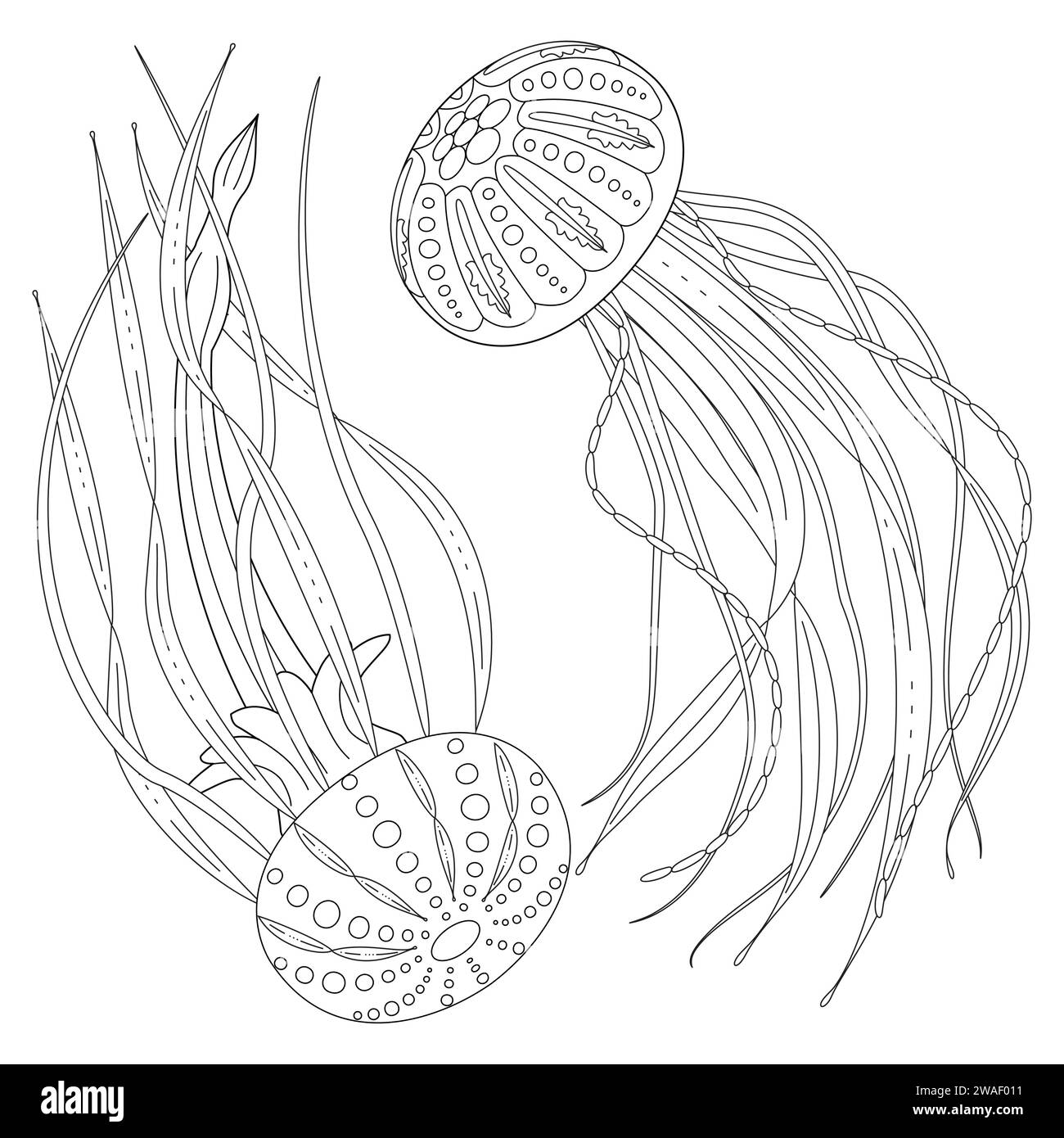 Realistic Jellyfish Coloring Pages Jellyfish Graphic Black White