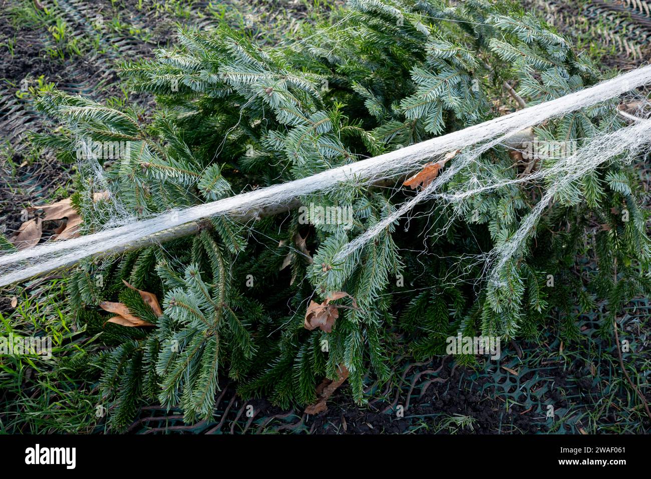 Unsold Christmas trees remain as waste in a licensed retailer's space of Brockwell Park in Herne Hill, on 3rd January 2024, in London, England. Stock Photo