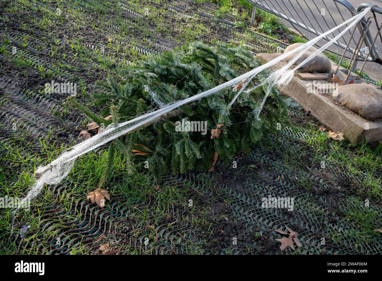 Unsold Christmas trees remain as waste in a licensed retailer's space