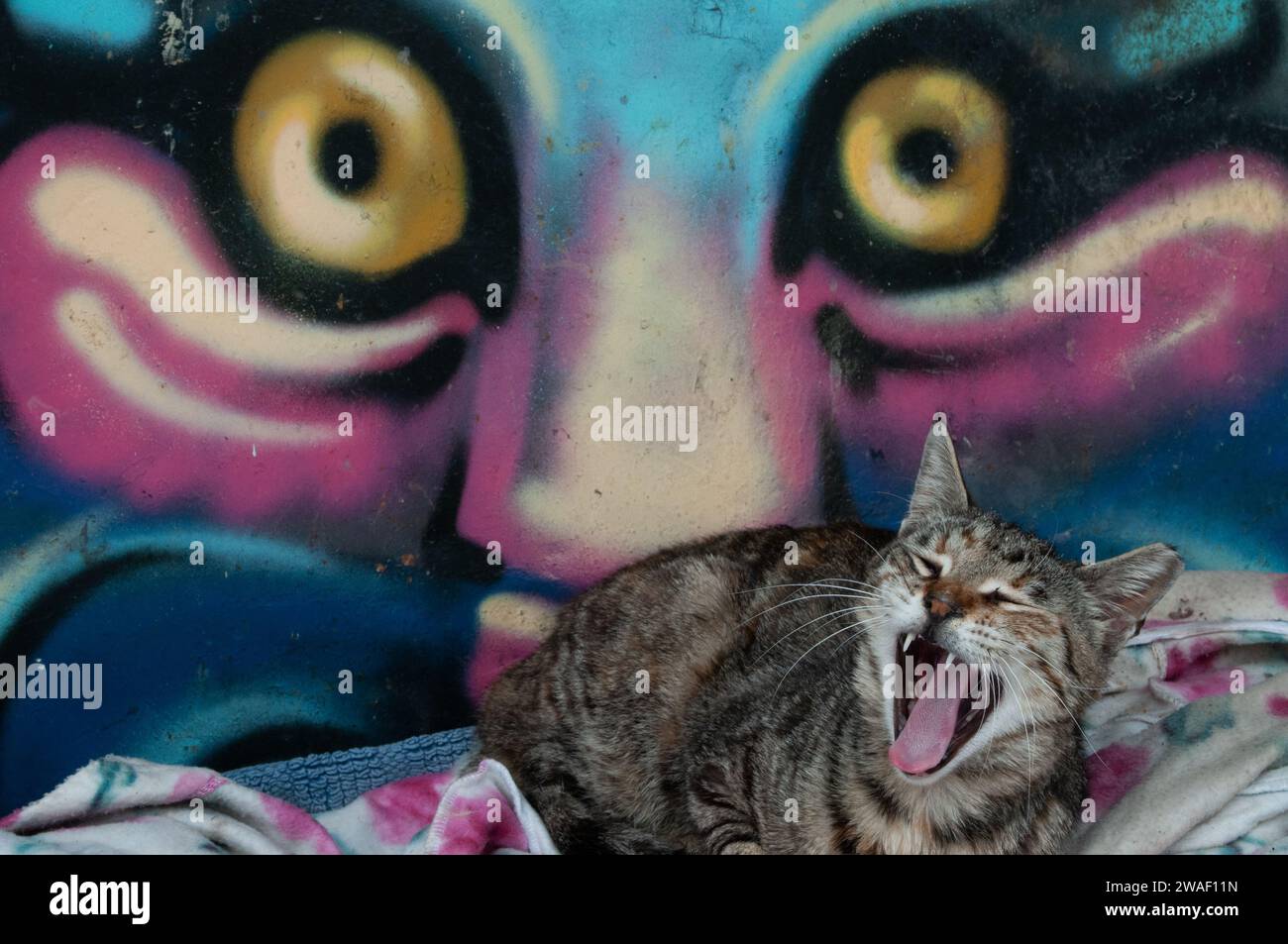 A grey tiger stripe feral cat stretches its mouth in a wide yawn as it wakes up from an afternoon siesta. Stock Photo