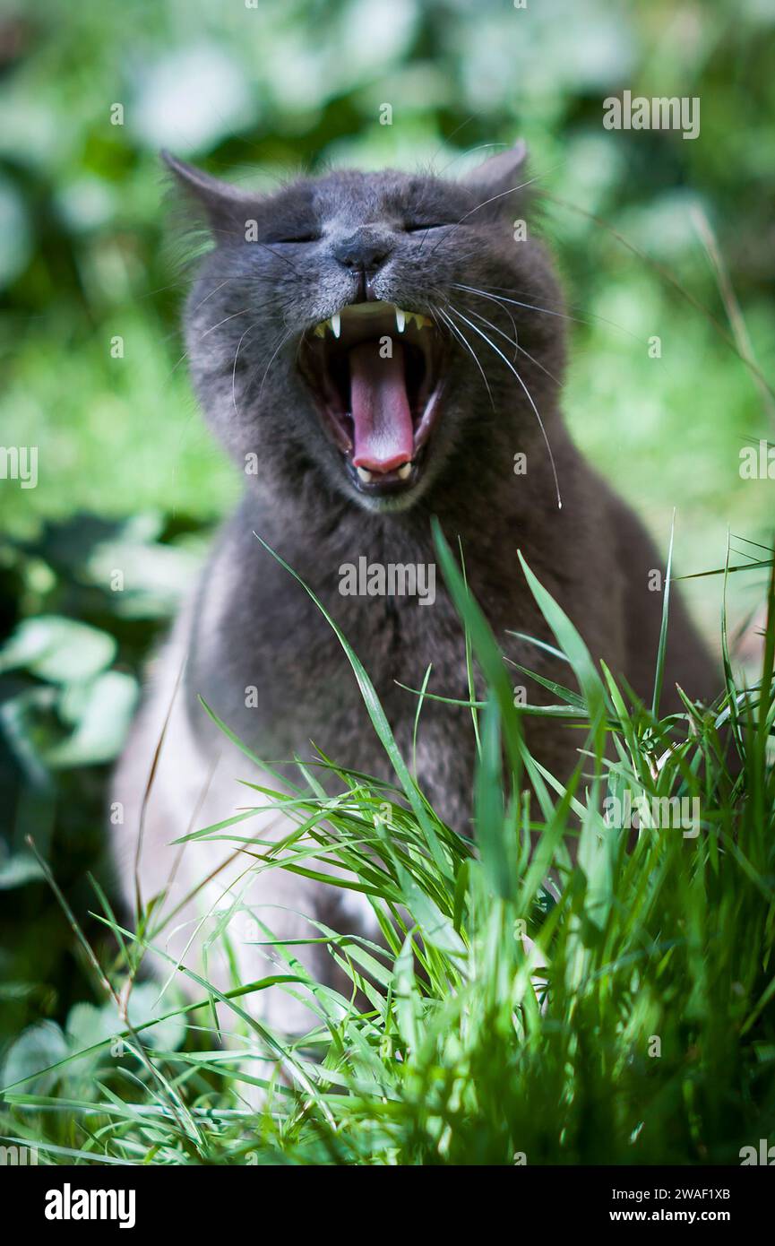 A Russian blue,  grey adult feral street cat sits upright in grass and opens its mouth with a wide, toothy yawn. Stock Photo