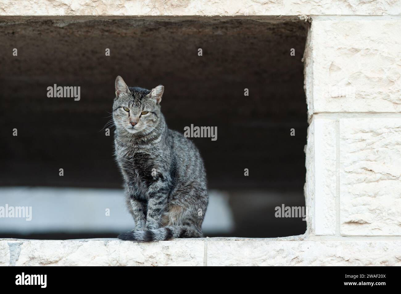 Isolated, grey and black, tiger stripe feral cat sitting upright in an empty, stone window frame. Stock Photo
