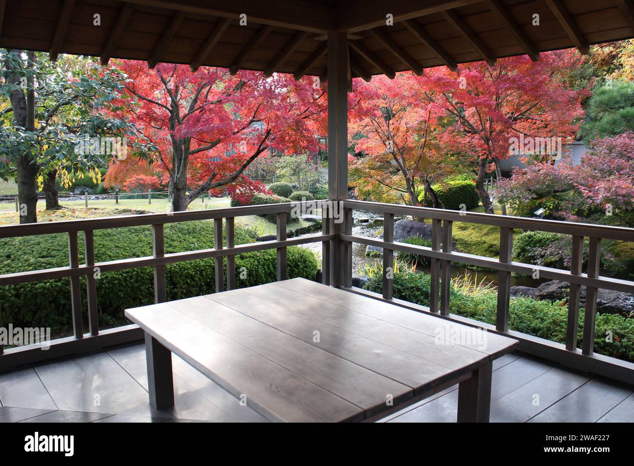 Autumn leaves in Flatly Landscaped Garden in Koko-en Garden, Himeji, Japan Stock Photo