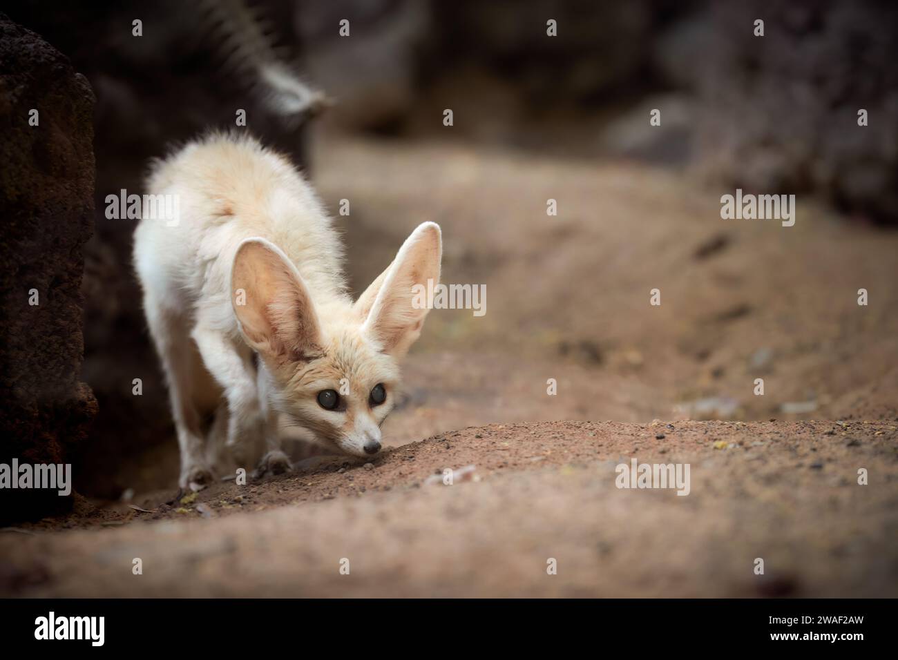 North African wildlife theme Fennec fox, Vulpes zerda, the smallest