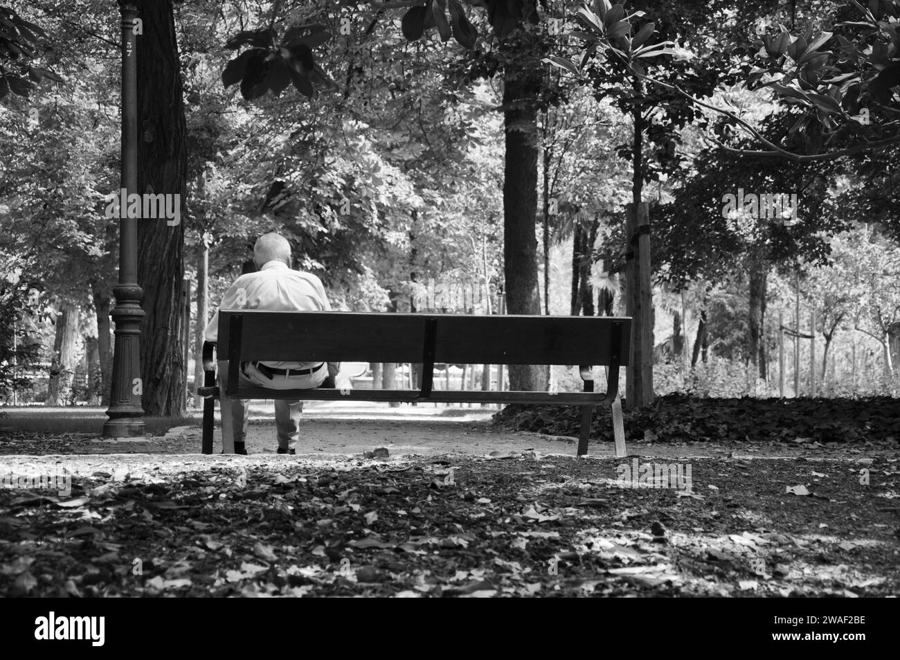 Old man with white hair sitting on a bench in Retiro Park in Madrid, Spain Stock Photo