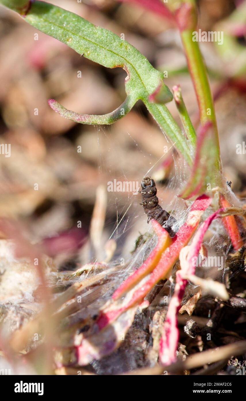 Dusky groundling caterpillar (Aroga velocella) Stock Photo