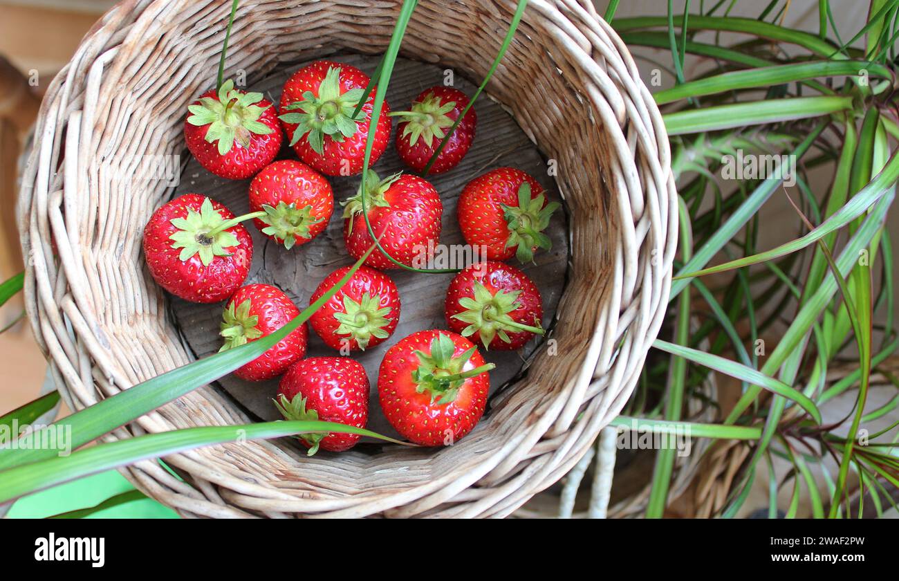 Basket fresh delicious strawberries hi-res stock photography and images ...