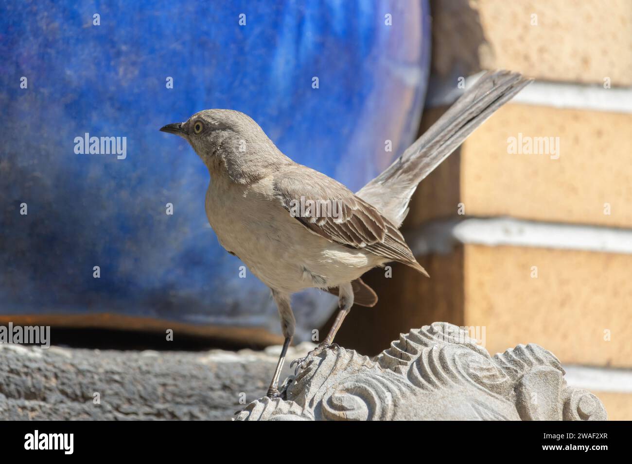Cocked tail hi-res stock photography and images - Alamy