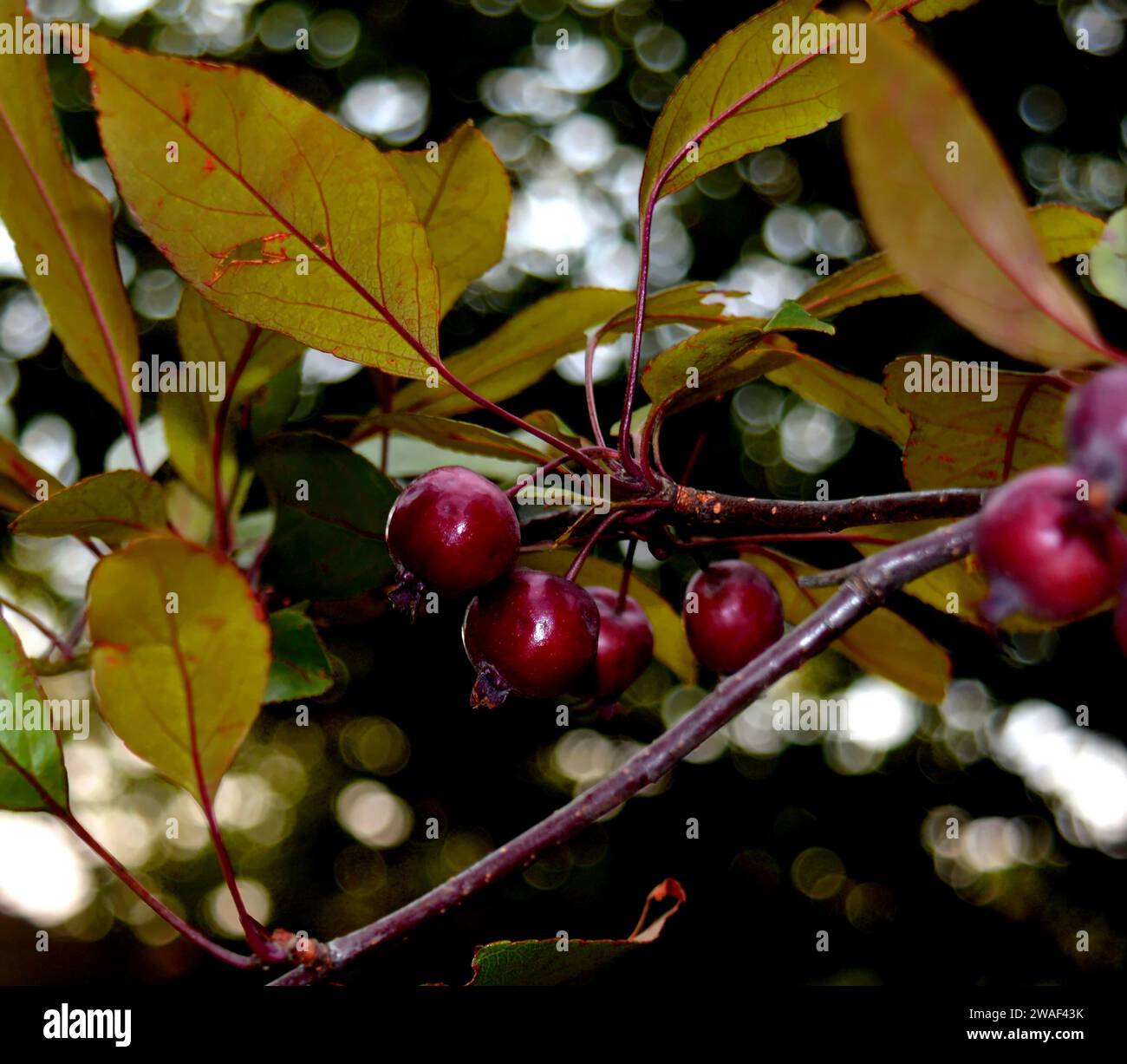 Apfel am baum hi-res stock photography and images - Alamy