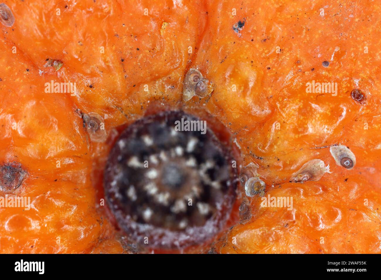 Aonidiella aurantii or red scale is an armored scale insect and a major ...