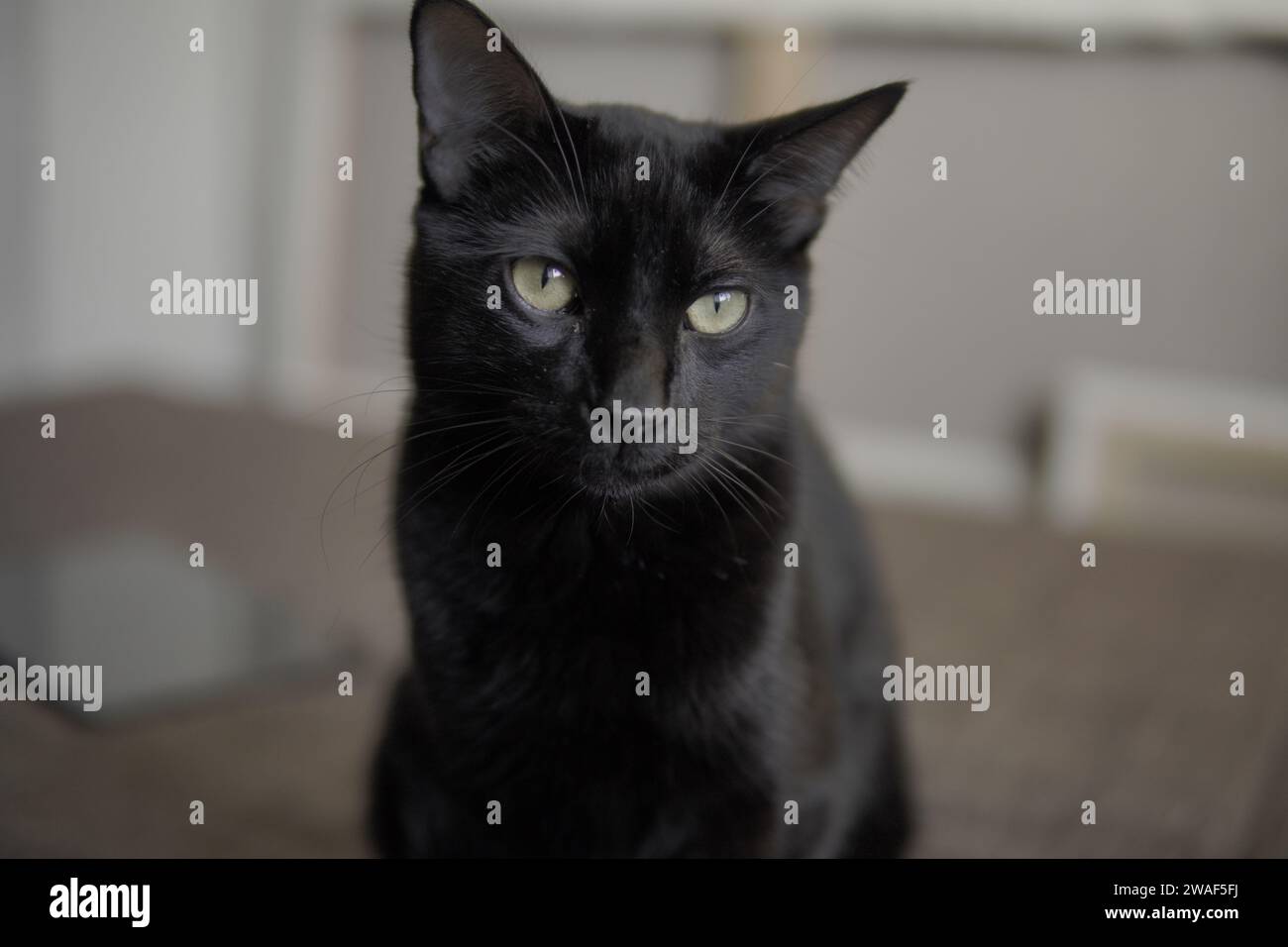 portrait of young black cat in the house Stock Photo
