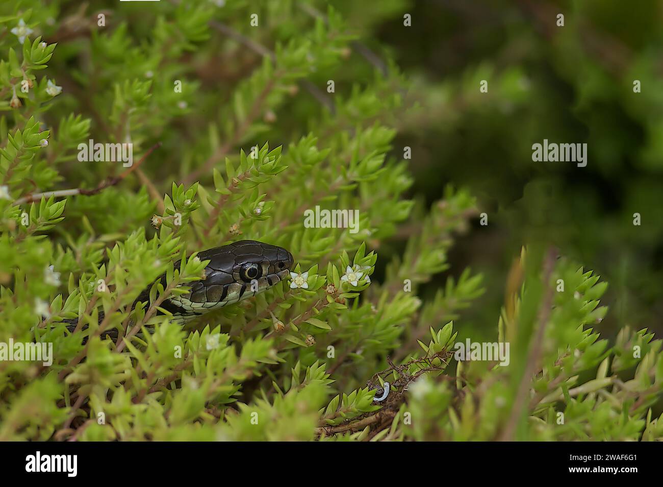 A grass snake perched atop a lush green plant, adorned with many leaves Stock Photo