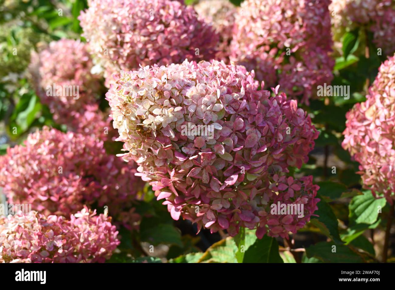 Hydrangea paniculata Phantom growing in UK garden September Stock Photo