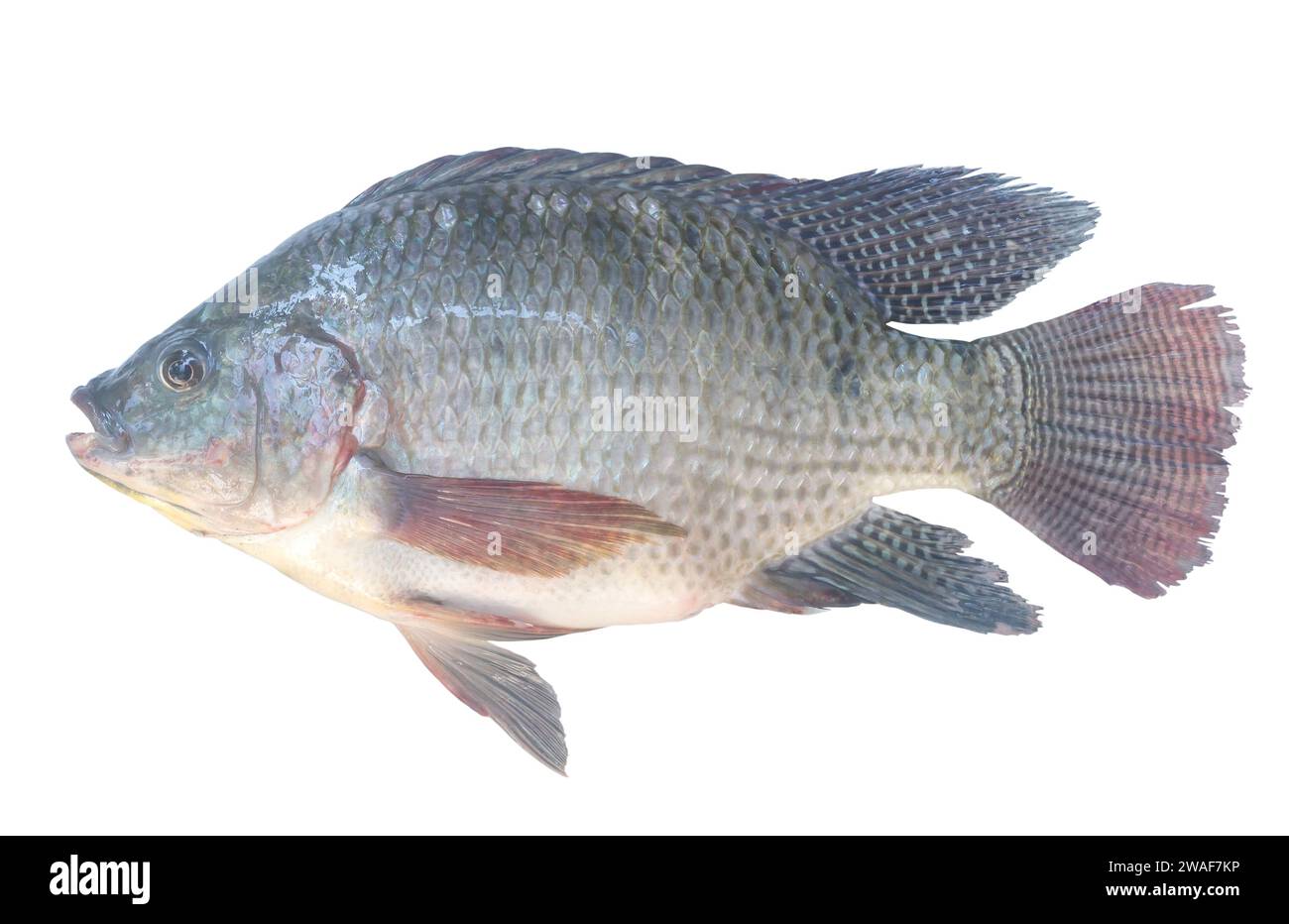 Nile Tilapia or Pla nin in Thai, freshwater fish is isolated on white background. Stock Photo