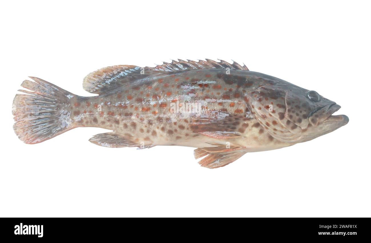 Fresh red spot grouper is isolated on white background with clipping path. Stock Photo