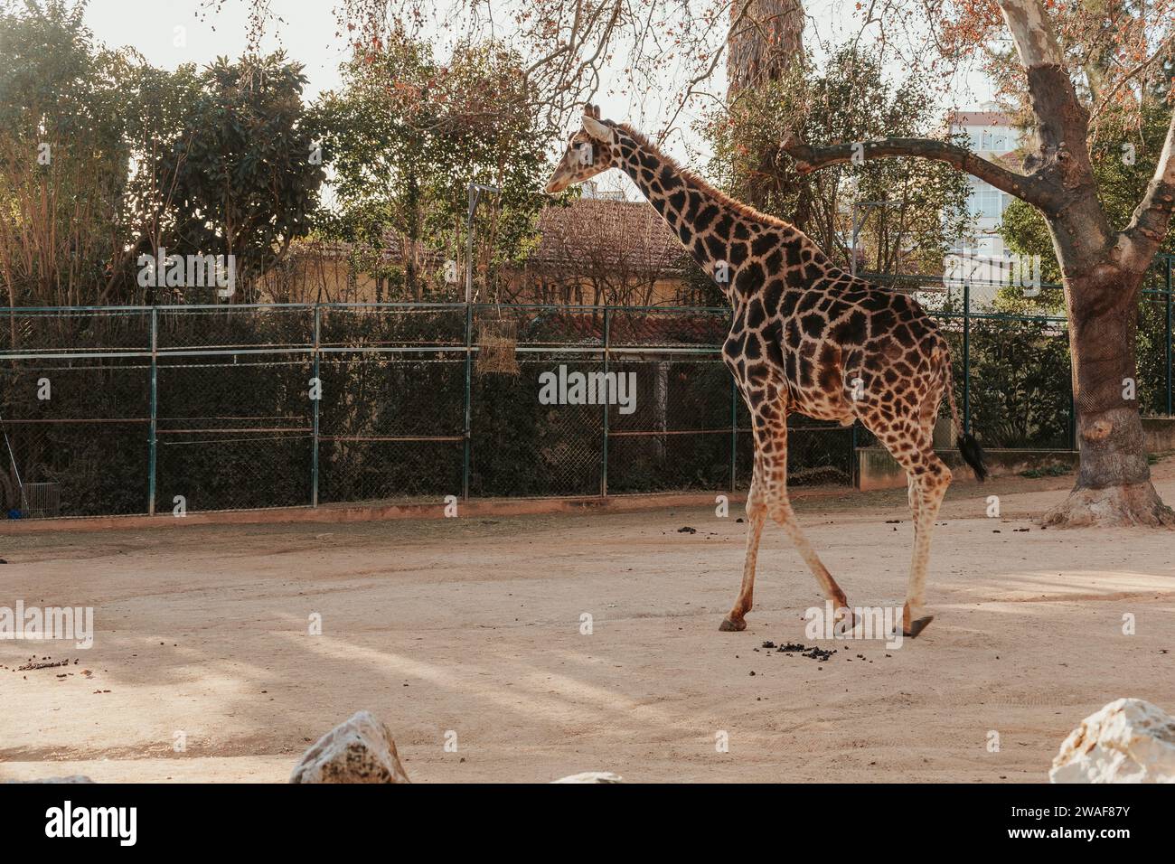 Giraffe at the Lisbon Zoo, beautiful animal Stock Photo