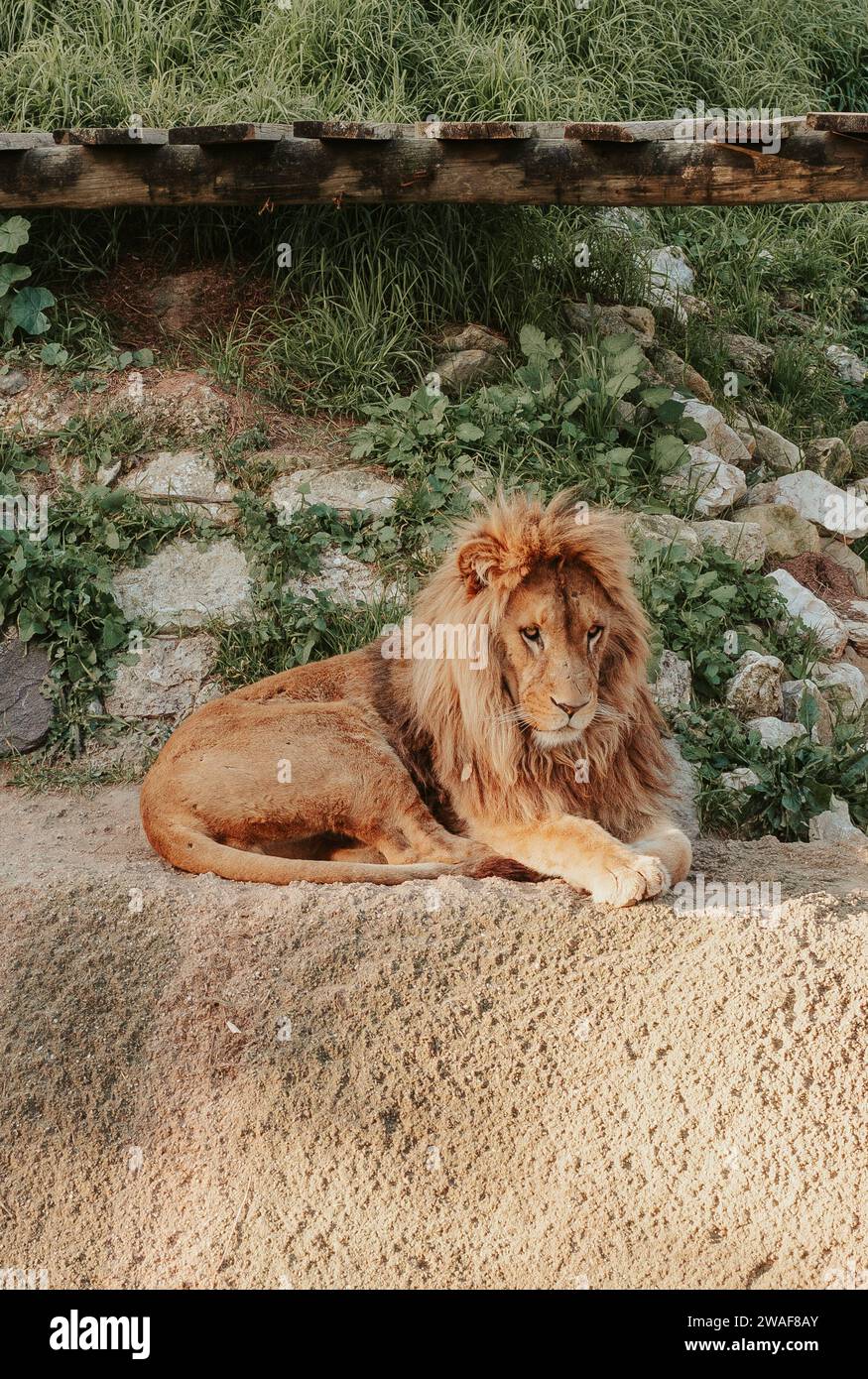 Lion laying down at the Lisbon Zoo Stock Photo